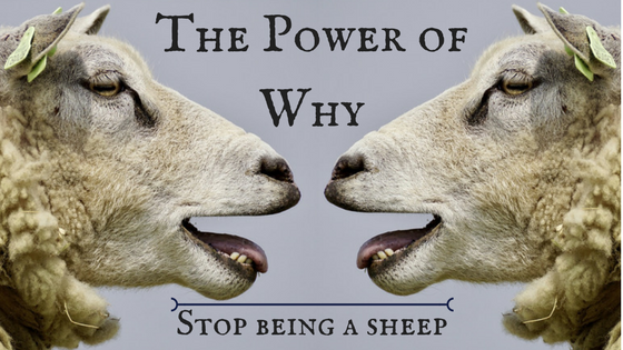The Power of Why: Stop Being A Sheep